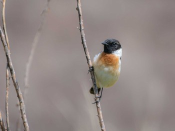 Amur Stonechat 長崎県 Fri, 3/29/2024