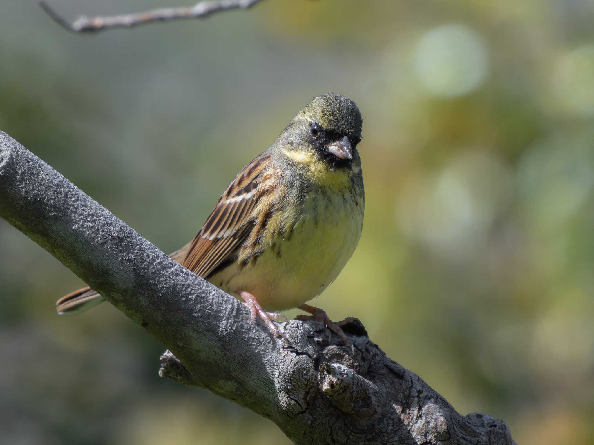 Photo of Masked Bunting at 長崎県 by ここは長崎