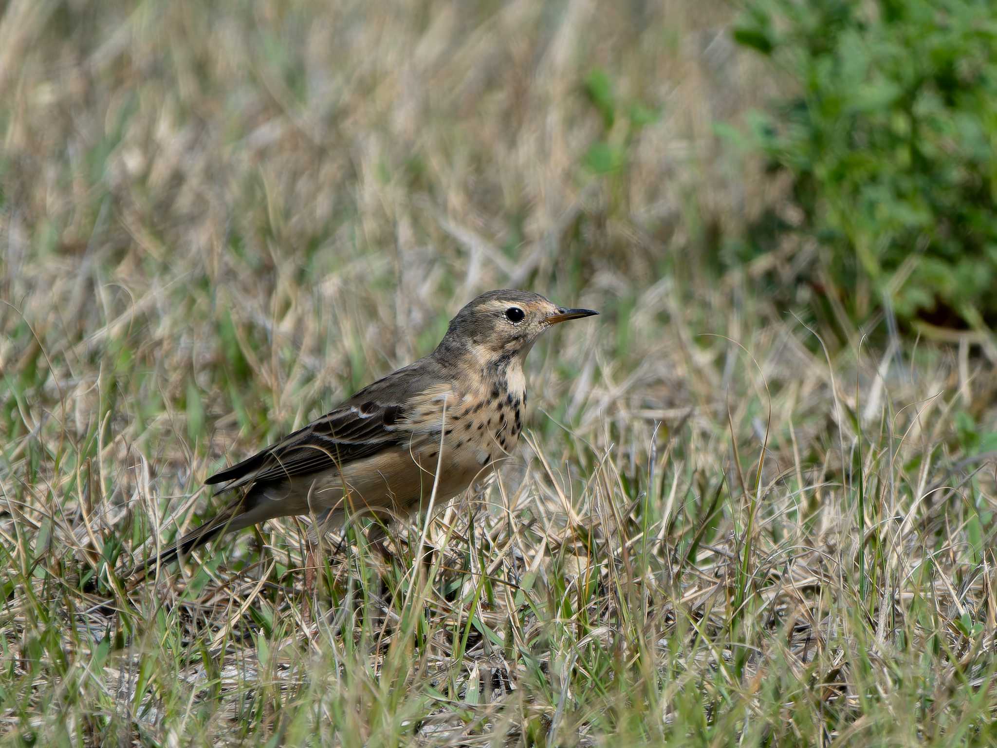 Water Pipit