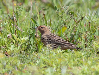 Red-throated Pipit 長崎県 Fri, 3/29/2024