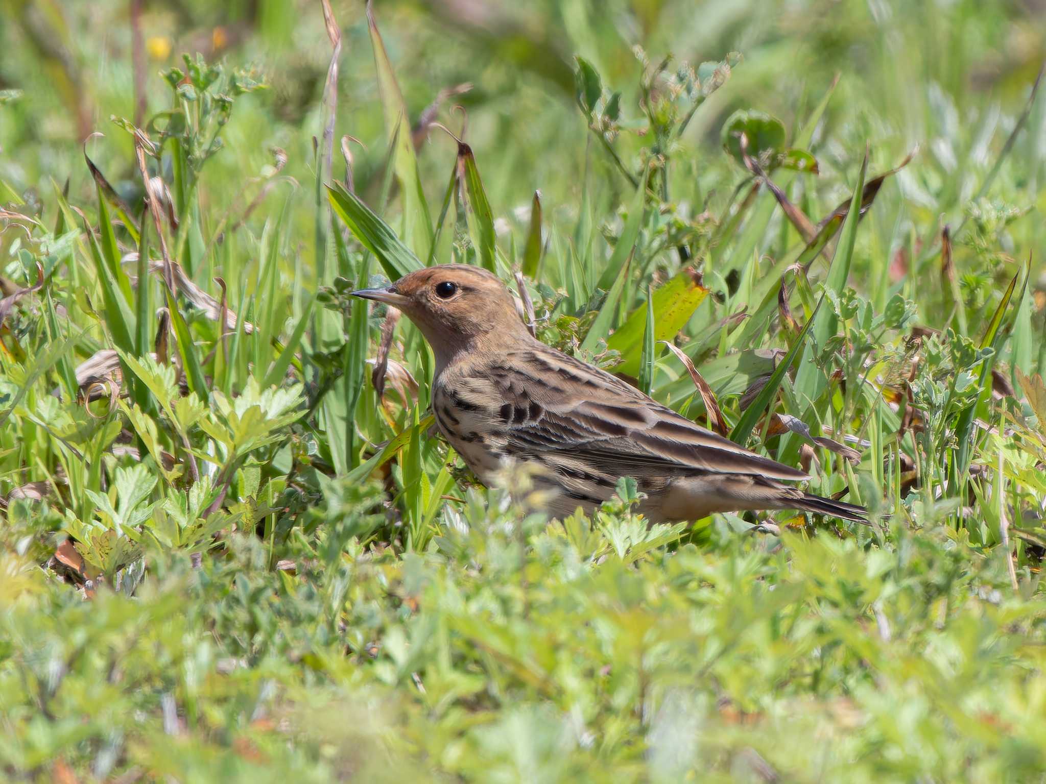 Red-throated Pipit