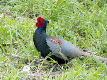 Green Pheasant 長崎県 Fri, 4/5/2024