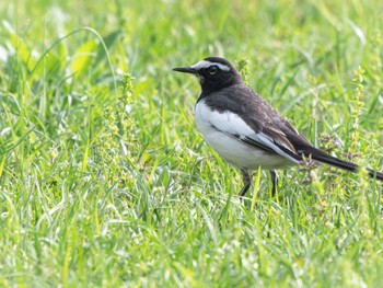 Japanese Wagtail 長崎県 Fri, 4/5/2024