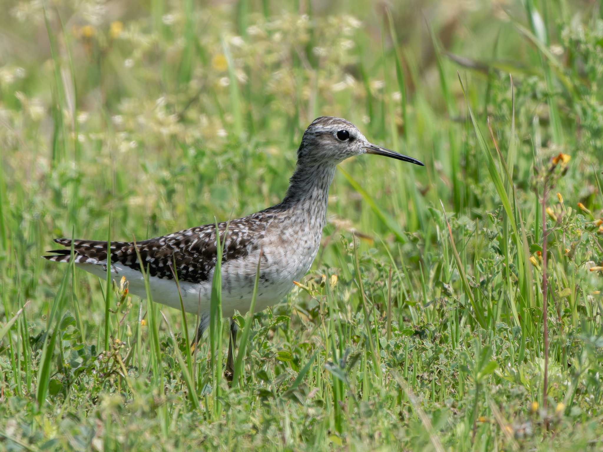 Photo of Wood Sandpiper at 長崎県 by ここは長崎