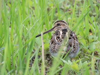 Common Snipe 長崎県 Fri, 4/5/2024