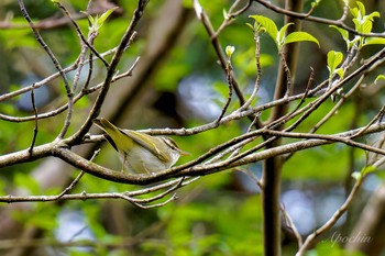 Eastern Crowned Warbler Hayatogawa Forest Road Sat, 4/20/2024