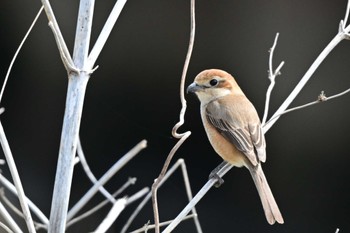 Bull-headed Shrike 平塚市 Sun, 3/3/2024