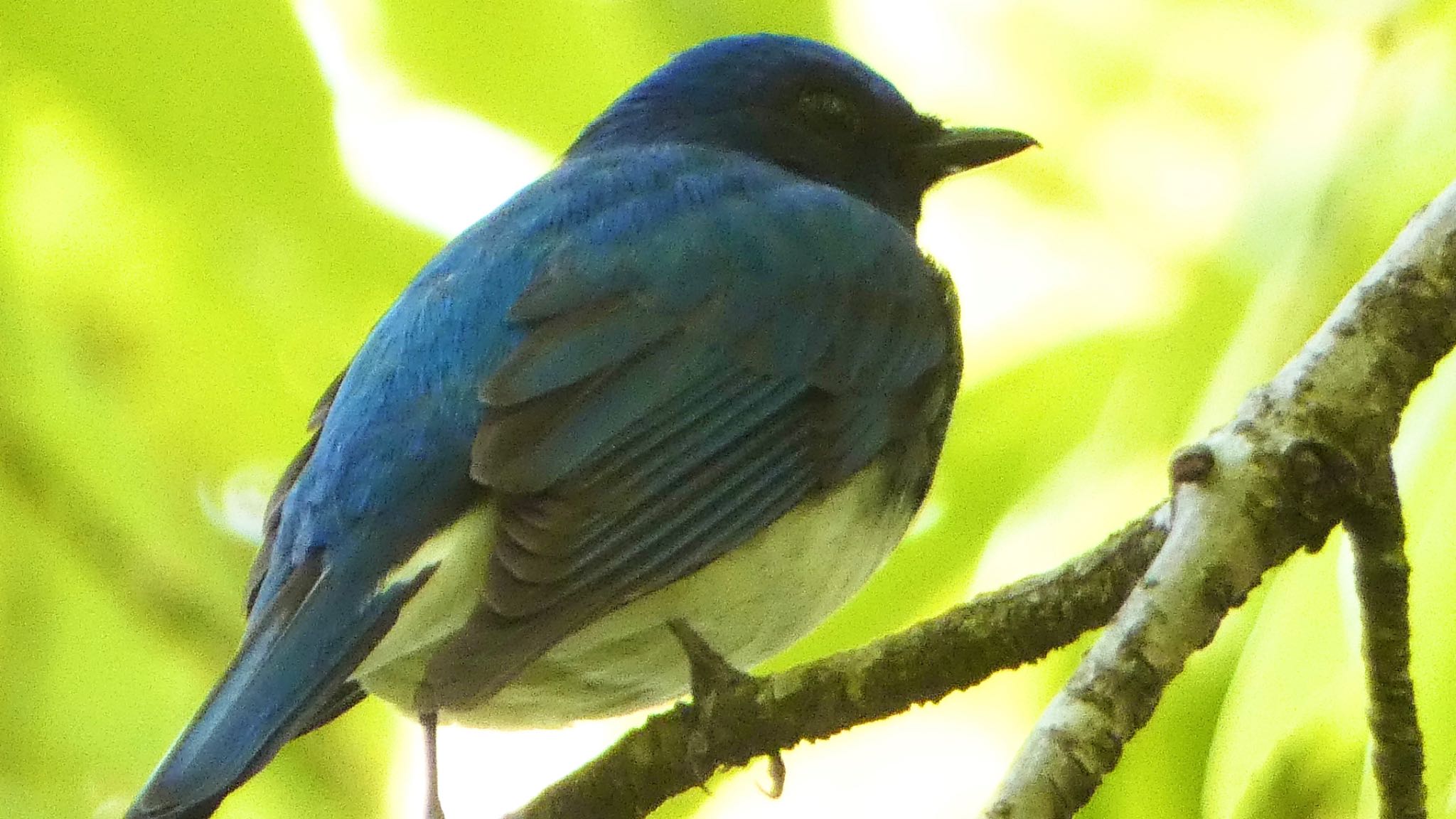 Blue-and-white Flycatcher