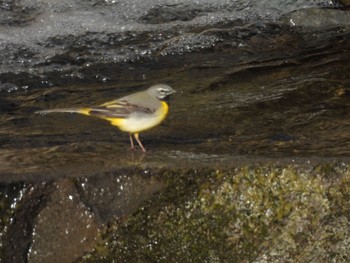 Grey Wagtail 栃木県民の森 Sun, 4/14/2024