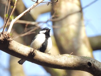 Japanese Tit 栃木県民の森 Sun, 4/14/2024