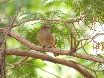 ジョウビタキ 井頭公園 2024年4月7日(日)