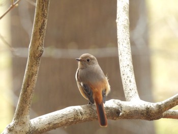 Daurian Redstart 井頭公園 Sun, 4/7/2024