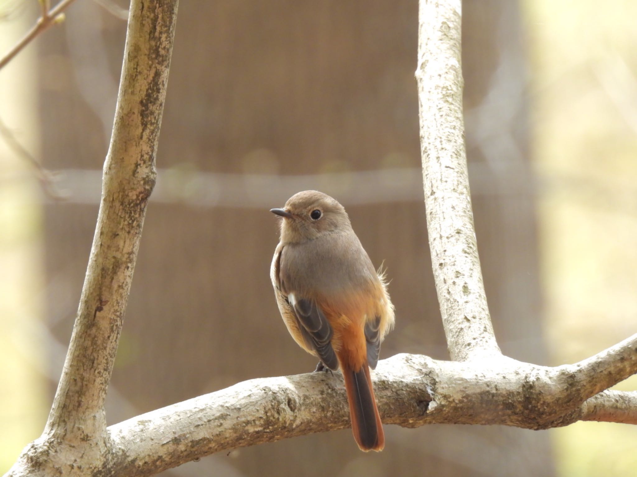 Photo of Daurian Redstart at 井頭公園 by たけぽん