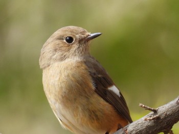 Daurian Redstart 井頭公園 Sun, 4/7/2024