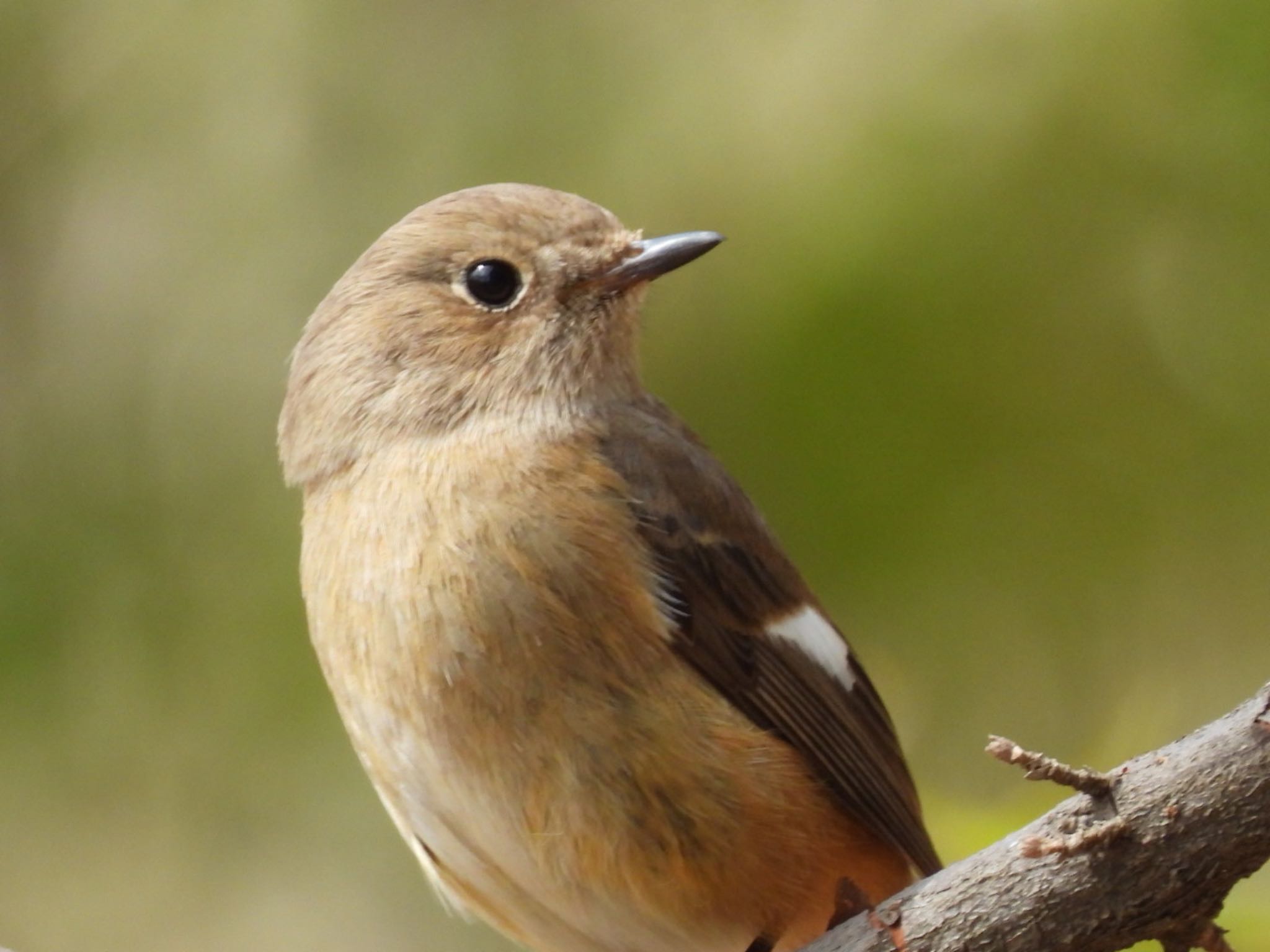 Photo of Daurian Redstart at 井頭公園 by たけぽん