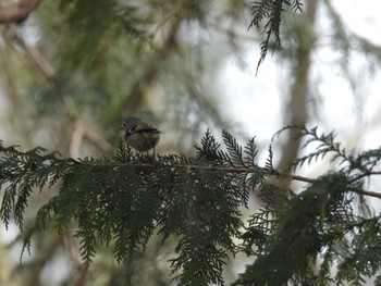 Goldcrest 井頭公園 Sun, 3/24/2024