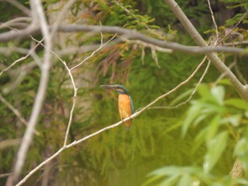 カワセミ 井頭公園 2024年3月24日(日)