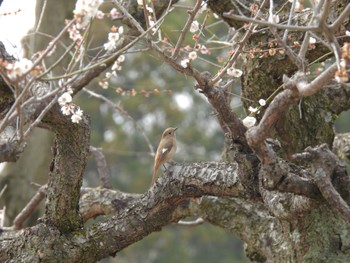 ジョウビタキ 井頭公園 2024年3月24日(日)