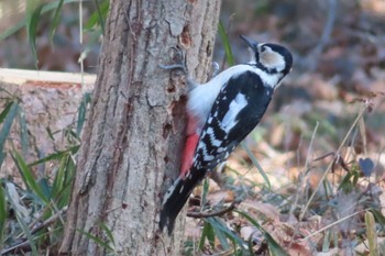 Great Spotted Woodpecker 井頭公園 Sun, 2/11/2024