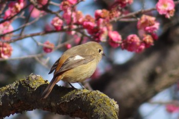 Daurian Redstart 井頭公園 Sun, 2/11/2024