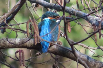 Common Kingfisher 井頭公園 Sun, 2/11/2024