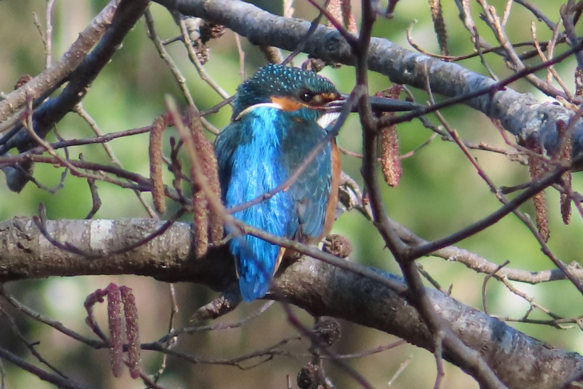 Photo of Common Kingfisher at 井頭公園 by たけぽん