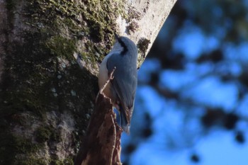 Eurasian Nuthatch 井頭公園 Sun, 2/11/2024