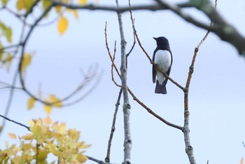 Blue-and-white Flycatcher 愛知県 Wed, 4/17/2024