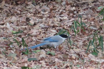 Azure-winged Magpie Inokashira Park Fri, 2/2/2024