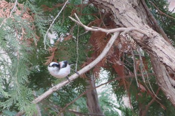 エナガ 井の頭公園 2024年2月2日(金)