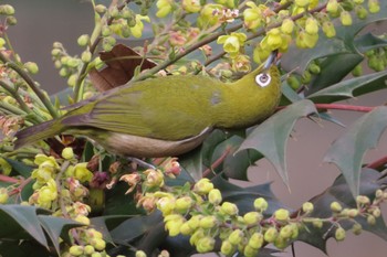 Warbling White-eye Inokashira Park Fri, 2/2/2024