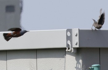 Blue Rock Thrush 多摩川 Tue, 4/2/2024