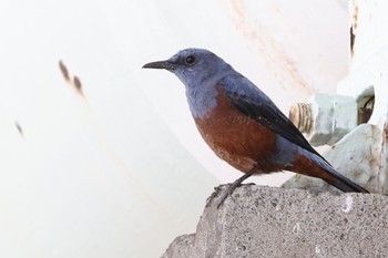 Blue Rock Thrush 多摩川 Tue, 4/2/2024