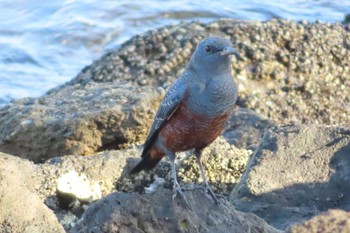 Blue Rock Thrush 潮風公園(お台場) Tue, 10/4/2022