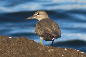 Common Sandpiper 潮風公園(お台場) Tue, 10/4/2022