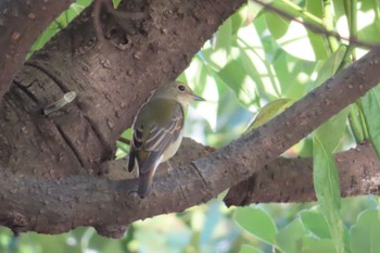 キビタキ 潮風公園(お台場) 2022年10月4日(火)