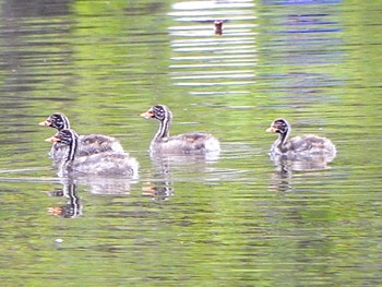 カイツブリ 不忍池(上野恩賜公園) 2024年4月20日(土)