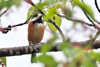 Varied Tit 静岡県立森林公園 Wed, 4/17/2024