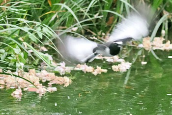 White Wagtail Kyoto Gyoen Thu, 4/18/2024