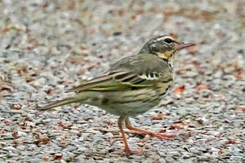 Olive-backed Pipit Kyoto Gyoen Thu, 4/18/2024