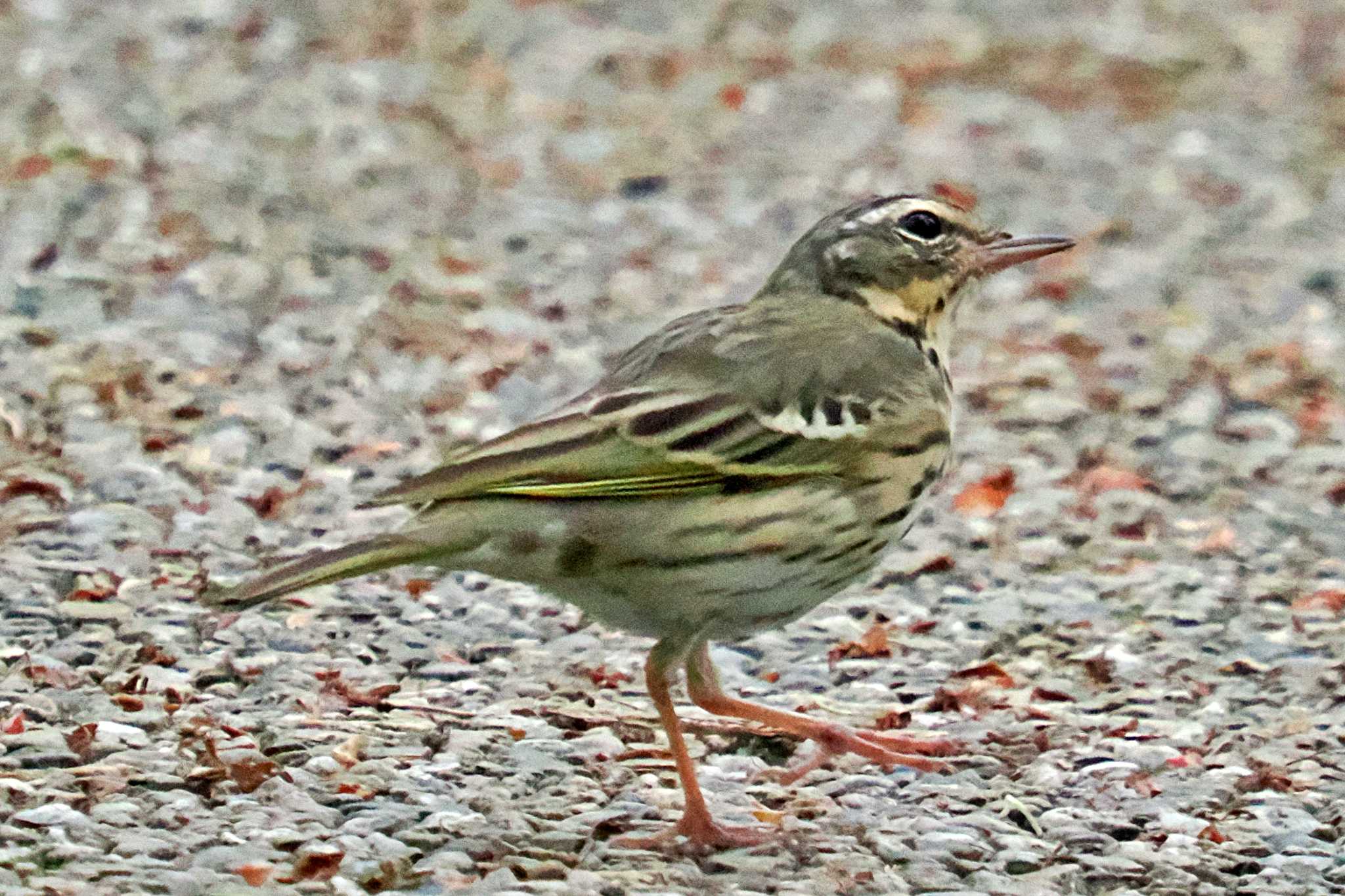 Photo of Olive-backed Pipit at Kyoto Gyoen by 藤原奏冥