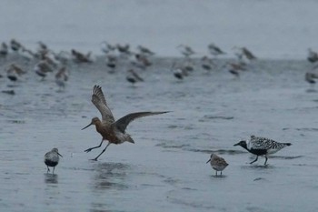 オオソリハシシギ ふなばし三番瀬海浜公園 2024年4月12日(金)