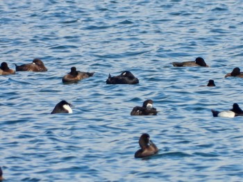 White-winged Scoter Sambanze Tideland Sun, 4/7/2024