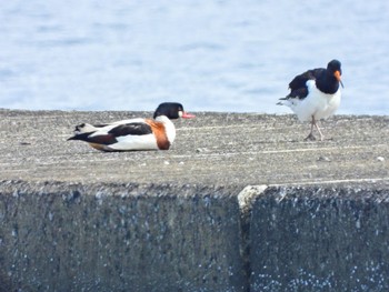 ツクシガモ ふなばし三番瀬海浜公園 2024年4月7日(日)