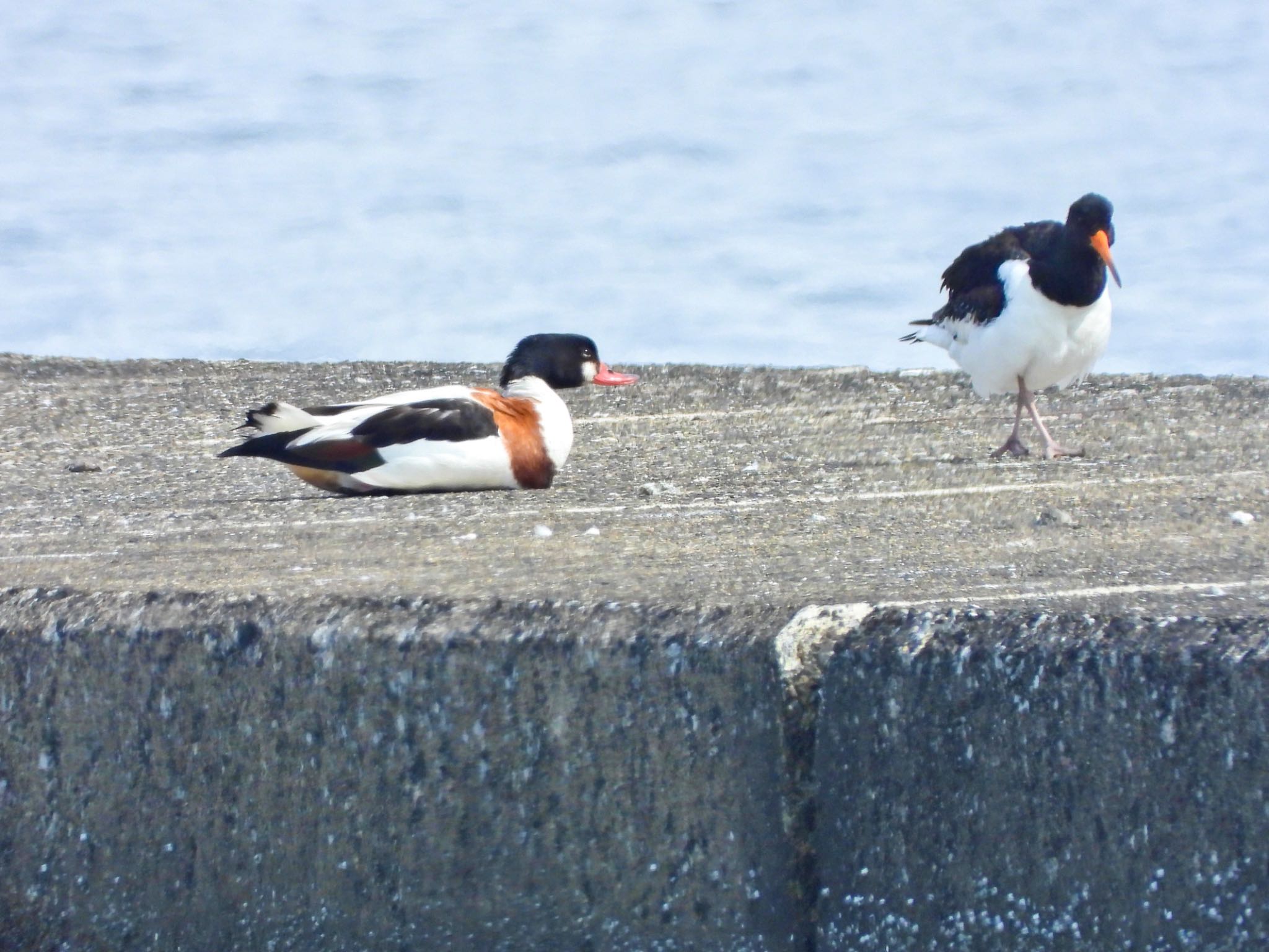 Common Shelduck