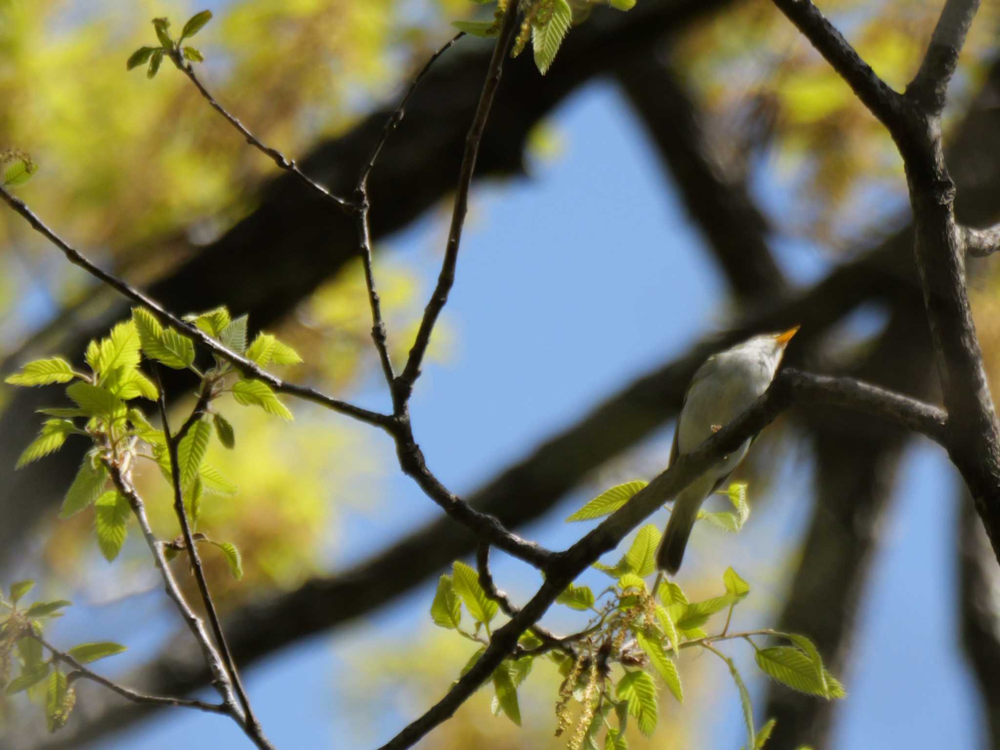 Photo of Eastern Crowned Warbler at 秩父 by little birds