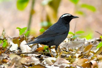 Siberian Thrush 大阪市内 Thu, 4/18/2024