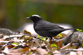 Siberian Thrush 大阪市内 Thu, 4/18/2024