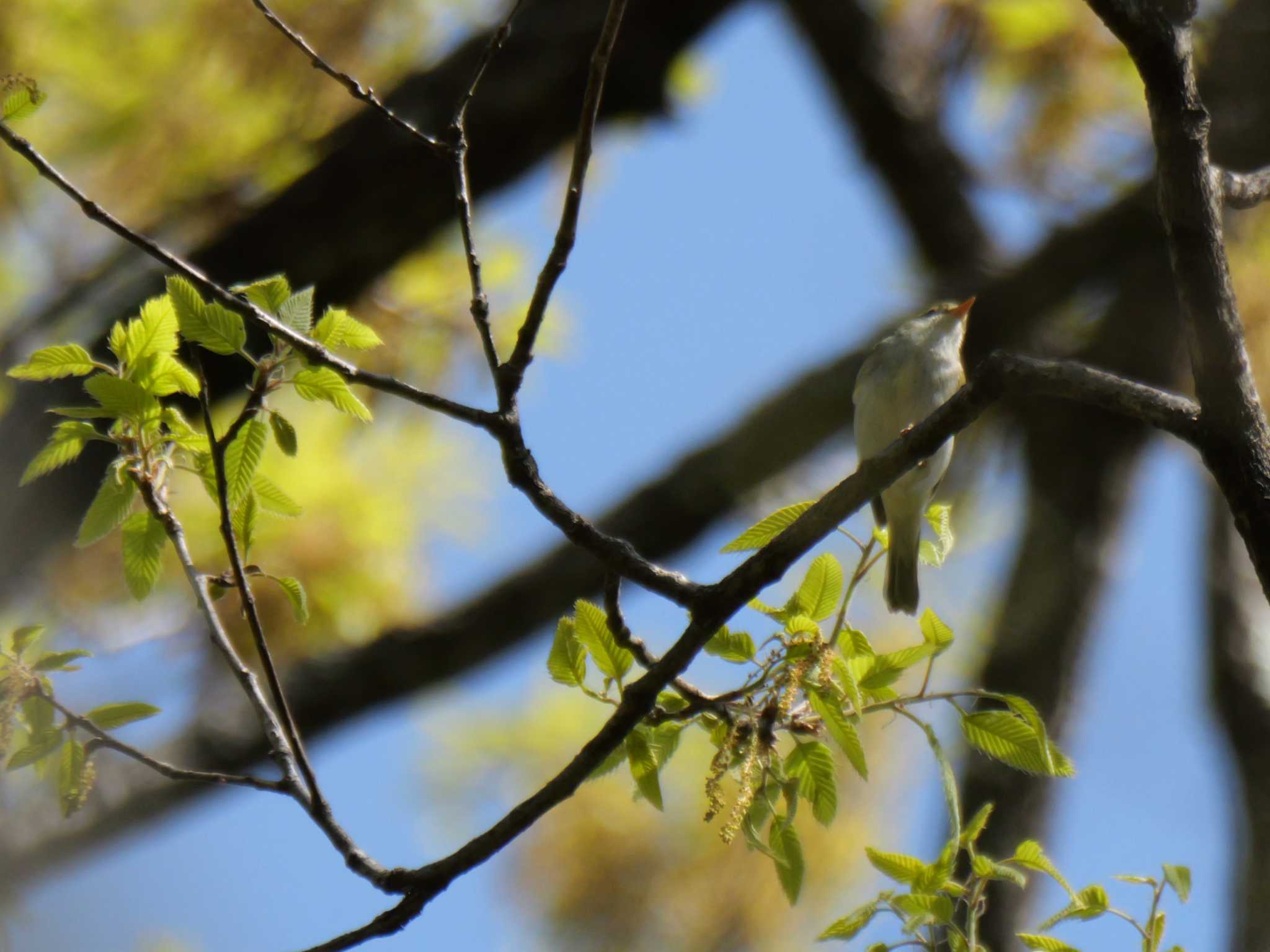 秩父 センダイムシクイの写真 by little birds