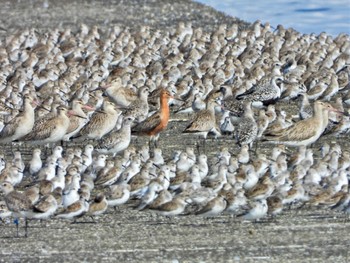 Bar-tailed Godwit Sambanze Tideland Sun, 4/7/2024